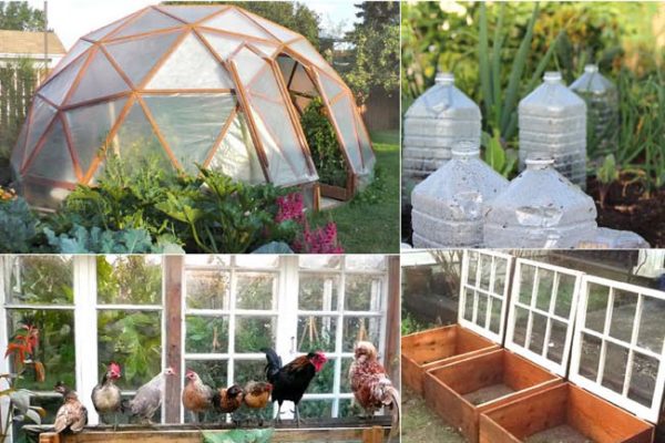 Year Round Food Growing In A $300 Underground Greenhouse — Info You ...