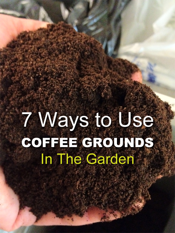 7-ways-to-use-coffee-grounds-in-the-garden-info-you-should-know