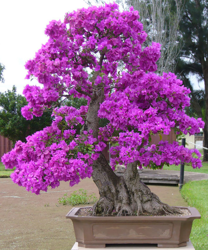 30 Of The Most Beautiful Bonsai Trees Ever Info You Should Know