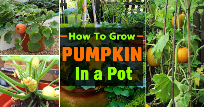 how-to-grow-pumpkins-in-pots-info-you-should-know