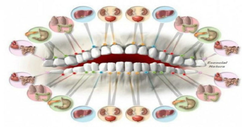 this-meridian-tooth-chart-will-show-how-each-organ-is-linked-to-you