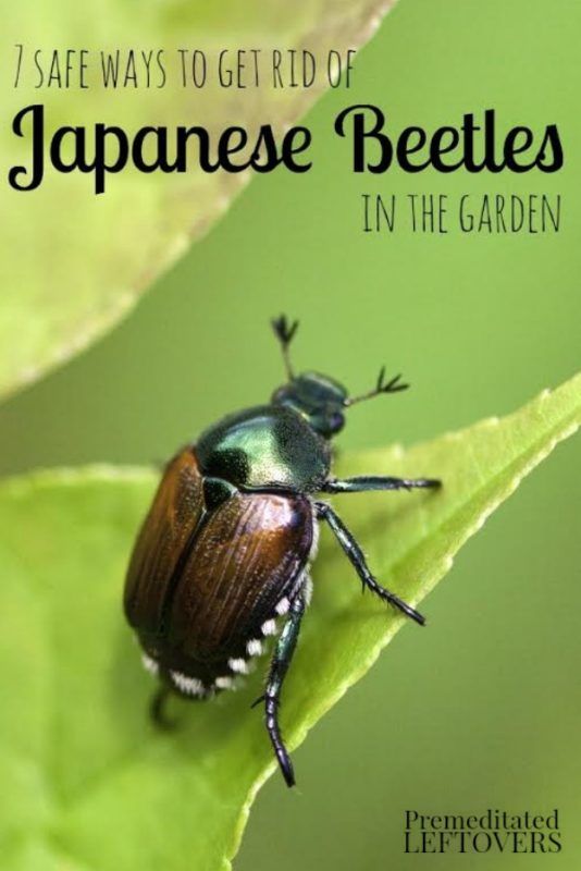 How to Get Rid of Japanese Beetles in the Garden — Info You Should Know