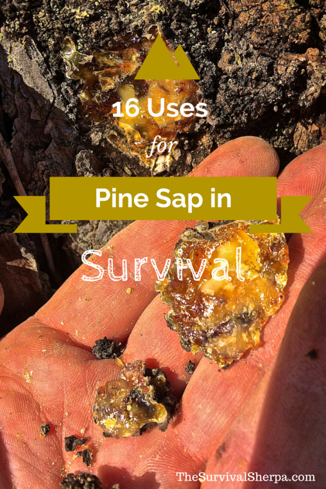 16 Uses Of Sticky Pine Sap For Wilderness Survival And Self Reliance — Info You Should Know 